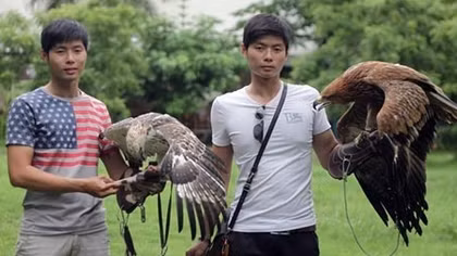 'Kỹ nghệ' huấn luyện chim săn giá bạc triệu của cặp song sinh