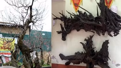 Những thú chơi “đốt tiền” ngày Tết của đại gia Việt