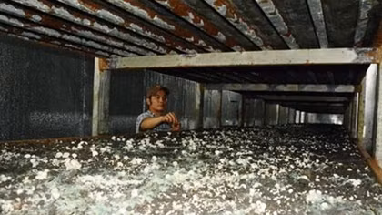 Đôi vợ chồng Việt kiều đem triệu đô la về Việt Nam trồng nấm mỡ