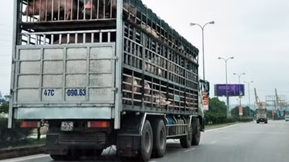 Cảnh báo về việc xuất khẩu lợn sống sang Trung Quốc