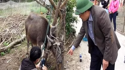 Phòng chống dịch bệnh lở mồm long móng trên gia súc