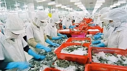 Mỹ rà soát lệnh áp thuế chống bán phá giá tôm nước ấm đông lạnh của Việt Nam