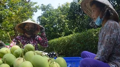 Túi bao trái xoài không có hóa chất độc hại