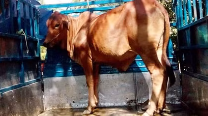 Kẻ gian trộm bò để... xẻ thịt