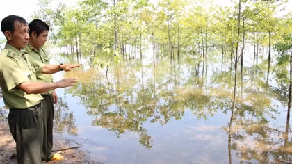 Màu xanh hồi sinh nơi khu rừng chết