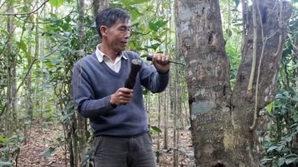 Thu nhập cao nhờ trồng cây dó tạo trầm