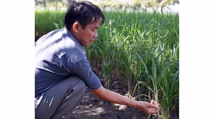 Nghiên cứu cây, con giống thích nghi với hạn, mặn