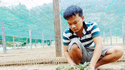Trồng cây dược liệu xóa đói, giảm nghèo