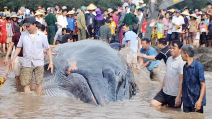 Hàng trăm người cứu cá voi khổng lồ dạt vào bờ biển