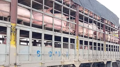 Tạm đình chỉ công tác 1 cán bộ mua bán giấy kiểm dịch vận chuyển động vật