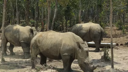 Khám phá Vinpearl Safari Phú Quốc