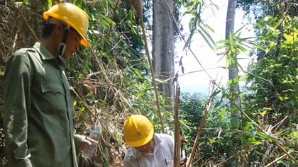 Rừng đặc dụng Bà Nà - Núi Chúa bị lâm tặc tàn phá tan nát