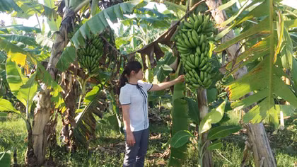 Hàng trăm tấn chuối ở Vĩnh Phúc bị thương lái 'chạy làng'
