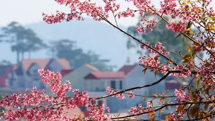 Sôi động du lịch năm mới 