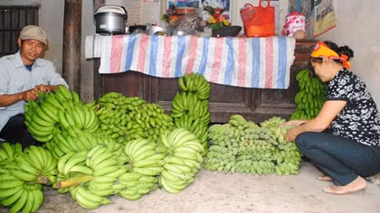 Phục thiện từ những buồng chuối