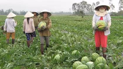 Xuất khẩu dưa hấu gặp nhiều khó khăn 