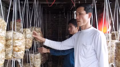 Làm lại cuộc đời từ cây nấm