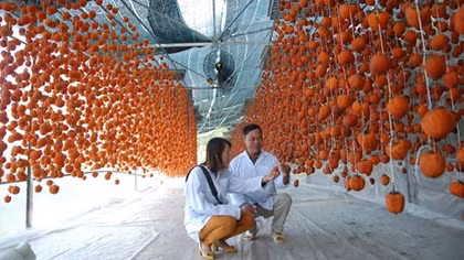 Đem công nghệ Nhật Bản về sấy hồng Đà Lạt