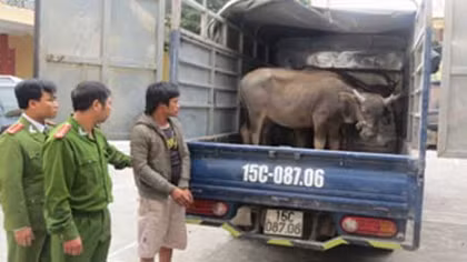 Phá băng nhóm chuyên lái ôtô tải trộm trâu, bò