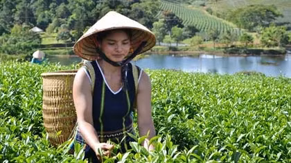 Tuần văn hóa trà Lâm Đồng