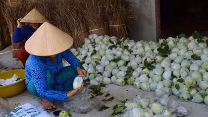 Sau hành tím… giờ đến ổi rớt giá