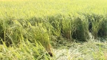 Nam thanh niên chết dưới ruộng lúa