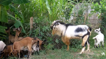 Thuê ôtô đi trộm… dê