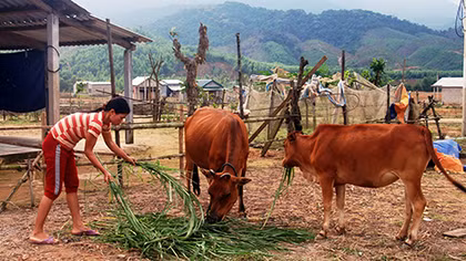 Người dân Ba Lòng an cư, lạc nghiệp trên vùng đất mới