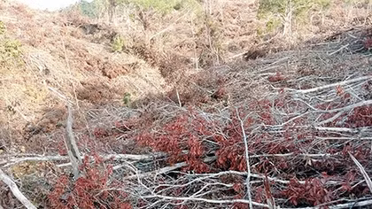 Điều tra, xử lý nghiêm vụ phá rừng ở huyện Đồng Xuân