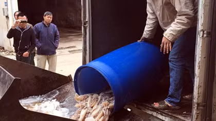 Tiêu hủy 4 tạ mực đông lạnh giá bèo tại chợ Long Biên