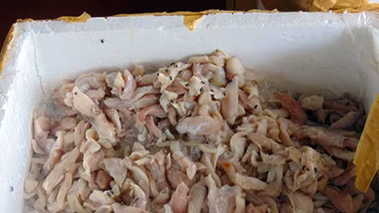 Xử lý cơ sở chế biến chả cá từ cá thối