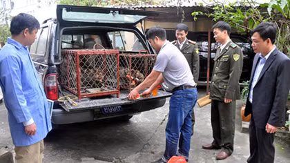 Cứu hộ an toàn 16 con khỉ