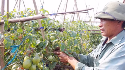 Mở rộng sản xuất nông sản an toàn