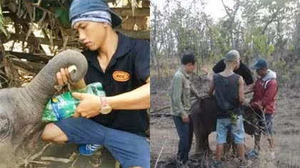Voi con rơi xuống giếng bị voi mẹ không cho nhập đàn