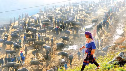 Yêu cầu xác minh thông tin buôn lậu gia súc tại Lào Cai, Hà Giang