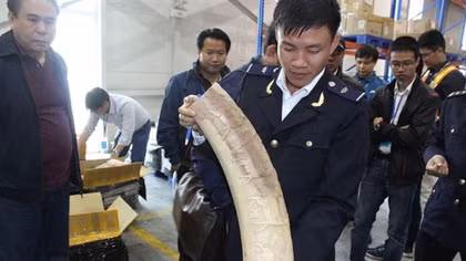 Phát hiện 47,1 kg ngà voi gửi qua đường bưu điện về Việt Nam