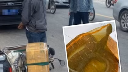 Giao Thảo Cầm Viên chăm sóc một hổ mang chúa nặng 20 kg 