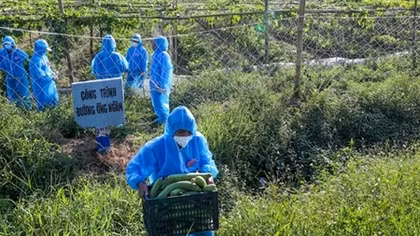 Nghĩa tình trên những cánh đồng ở tâm dịch Thuận Thành