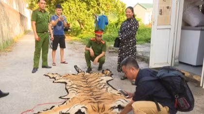 Giải cứu con hổ 2,5 tạ trước giờ vào lò nấu cao
