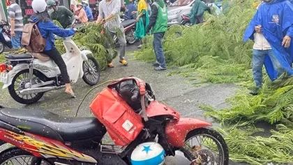 Cây phượng bật gốc đổ vào dòng phương tiện trong cơn mưa