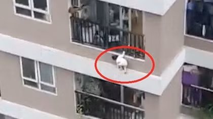 "Ông mụ" đỡ được bé gái rơi từ tầng 12 kể lại thời khắc sinh tử