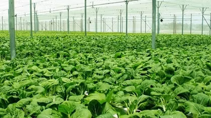 Nông dân cần doanh nghiệp làm cầu nối với thị trường