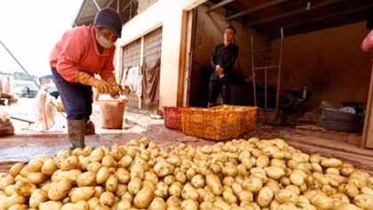 Chợ nông sản Đà Lạt vẫn tràn ngập khoai tây Trung Quốc