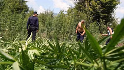 Albania, trung tâm cần sa của châu Âu