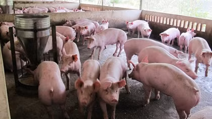 Giải pháp kiểm soát thịt lợn: Cần phải quyết liệt, nghiêm minh, đồng bộ