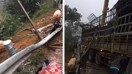 Không có chuyện “hôi” lợn khi ô tô bị lật ở Lạng Sơn
