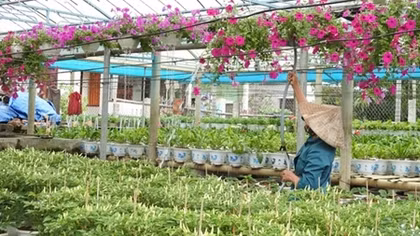 Sức sống mới của thành phố bên sông Hiếu
