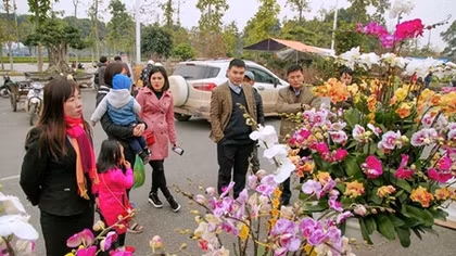 Thị trường hoa, cây cảnh Tết vắng bóng hàng ngoại nhập