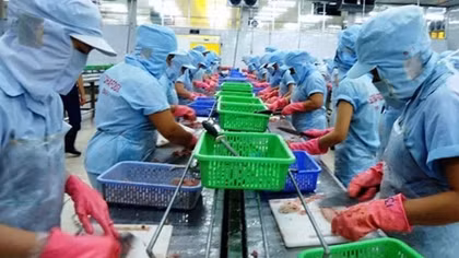 Bác thông tin cá rô phi nuôi bằng thuốc trừ sâu