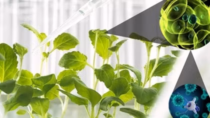 Cách mạng hóa nông nghiệp nhờ… hạt nano